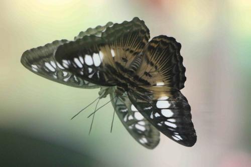 Réf. 199 582 : Parthenos sylvia